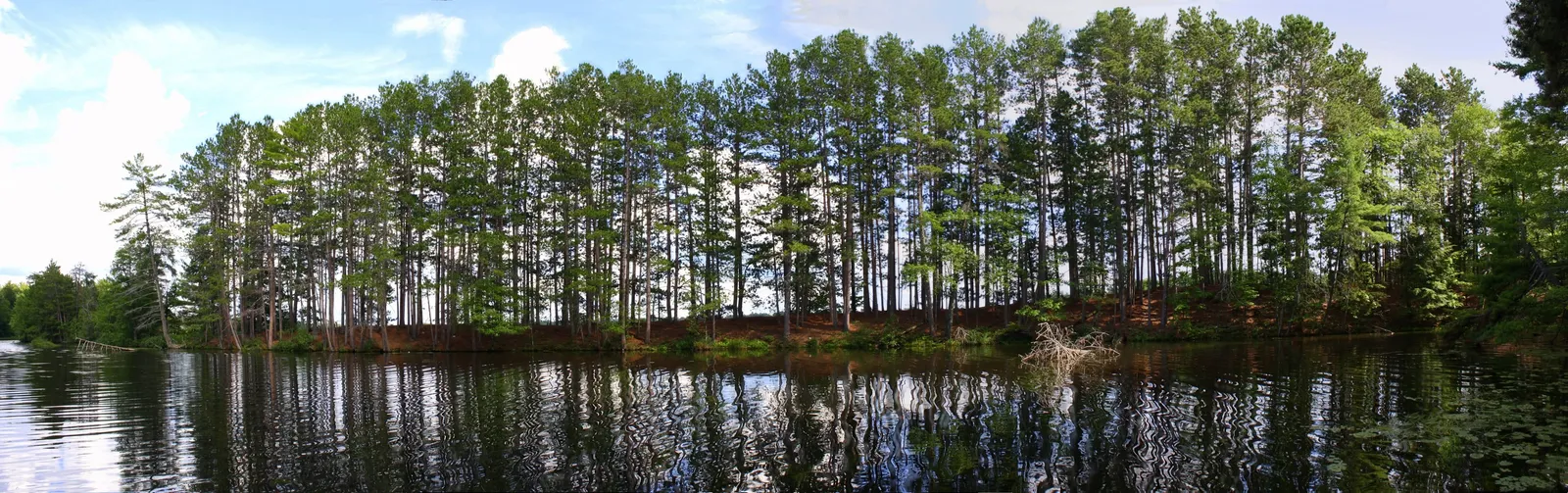 Clambake Island from the water — a wall of tall pines above a glassy lake
